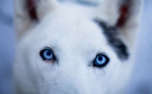 Wolf Eyes