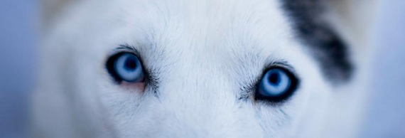Wolf Eyes570x194