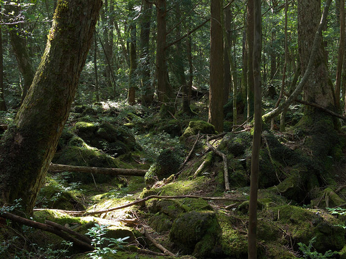 Aokigahara_the_forest_film