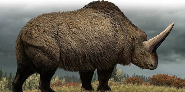 Siberian-Unicorn-Roamed-The-Earth-29000-Years-Ago-Study-Reveals-3