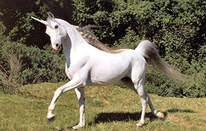 unicorn-03